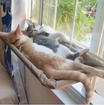 Hamac de Fenêtre pour Chat – Lit Suspendu avec Fixation Ventouse